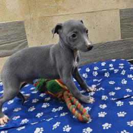 Valentino - Blue male Italian Greyhound puppy in Dallas, Texas from Oremor's