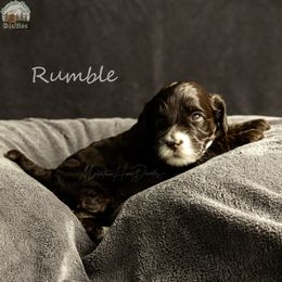 Rumble - Chocolate female Australian Labradoodle puppy in Cashmere, Washington from Mountain Home Doodles