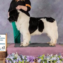 willow - Newfoundland