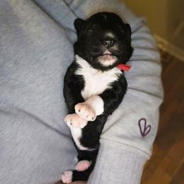 Boy 1 - Black and white male Bernedoodle puppy in Mckenzie, Tennessee from Small Town Doodles & Poodles