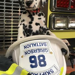 Dalmatian Puppies from Dracorn Dalmatians