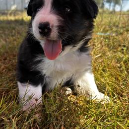 Australian Shepherd Puppies from Hamilton Farms