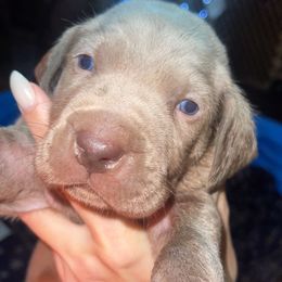Goldendoodle, Great Dane, and Weimaraner Puppies from DoodleDandy & Danes