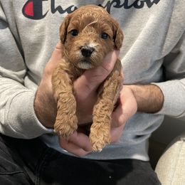 Cavapoo Puppies from SoCal Cavapoos