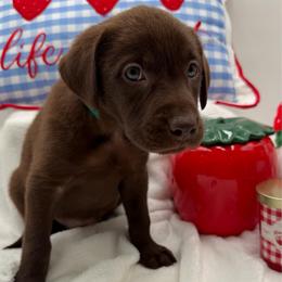 Teal - Chocolate female Labrador Retriever puppy in Heath Springs, South Carolina from Rich Hill Retrievers