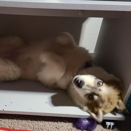 "Daddy" Siberian Husky Puppies from JK Huskies