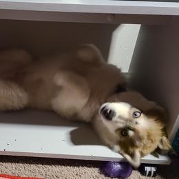 "Daddy" Siberian Husky Puppies from JK Huskies