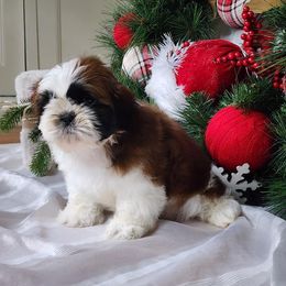 French Bulldog and Shih Tzu Puppies from French Bulldogs Planet