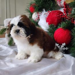 French Bulldog and Shih Tzu Puppies from French Bulldogs Planet