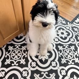 Edward - Black and white male Aussiedoodle puppy in Big Rapids, Michigan from Lenau