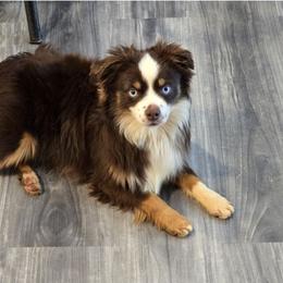 Rookie - Toy Australian Shepherd