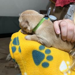 Golden Retriever Puppies from Golden Kiss Retrievers
