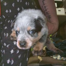 Ferrah - Blue female Australian Cattle Dog puppy in Morton, Illinois from KT Ranch ACDs