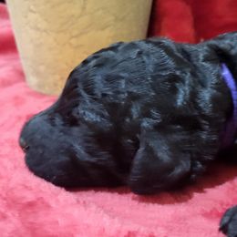 Poodle Puppies from Ma-n-Pawz