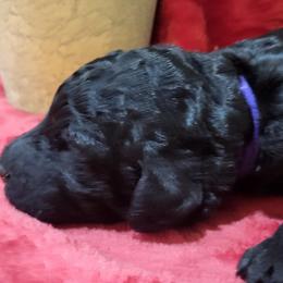 Poodle Puppies from Ma-n-Pawz