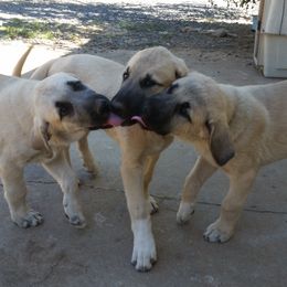 Anatolian Shepherd Dog Puppies from Thakeb Anatolian Shepherd