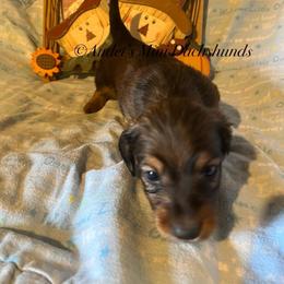 Maui - Cream male Dachshund puppy in East Dover, Vermont from Audet’s Mini Dachshunds