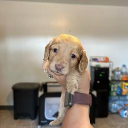 Girl 3 - Cream female Dachshund puppy in Las Animas, Colorado from J&D Dachsies