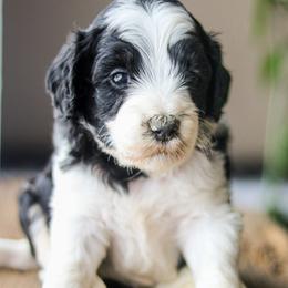 Archie - Parti male Labradoodle puppy in Crete, Nebraska from Doodles & Co