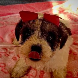 Violet - Parti female Miniature Schnauzer puppy in Carriere, Mississippi from Sassy Schnauzers