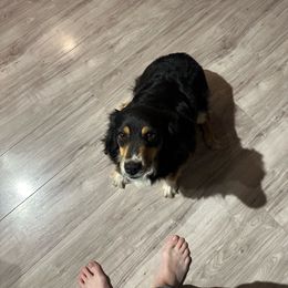 Chloe - Miniature Australian Shepherd