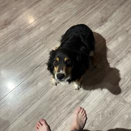 Chloe - Miniature Australian Shepherd