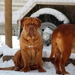 GRACE - Dogue de Bordeaux