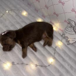 Bo Peep - Chocolate and tan female Dachshund puppy in Alexandria, Indiana from Storybook Dachshunds