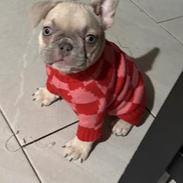 Sunny - Blue fawn male French Bulldog puppy in West Hempstead, New York from Long Island Frenchie