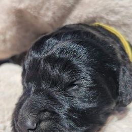 Goldendoodle Puppies from Pinkdoodle Tails