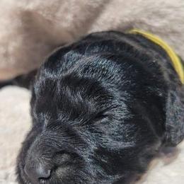 Goldendoodle Puppies from Pinkdoodle Tails
