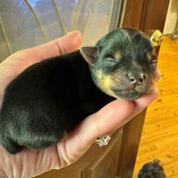Ashton - Black and tan male Yorkshire Terrier puppy in Killen, Alabama from Yorkie Oodle Doodle