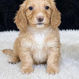 Dapple cream boy - Cream male Dachshund puppy in Wahiawa, Hawaii from Versatile Ohana