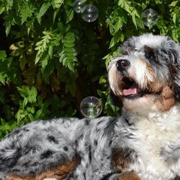 Bernedoodles and Goldendoodles from Adored Poodle & Doodles