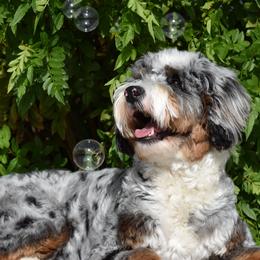 Bernedoodles and Goldendoodles from Adored Poodle & Doodles