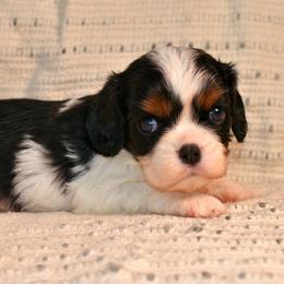 Cavalier King Charles Spaniel Puppies from Nine Mile Cavaliers