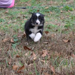 Vance - Tri-color male Border Collie puppy in Cedartown, Georgia from Ferguson Border Collies