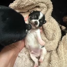 Akc boy 3 - Black and white male Chihuahua puppy in Anoka, Minnesota from Anoka County MN AKC Chihuahuas