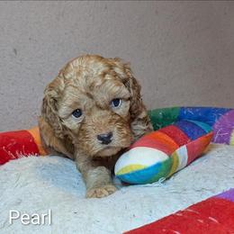 Pearl - Buff and white female Cockapoo puppy in Sunset, Louisiana from Cano Cockapoos