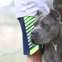 Donna - Cane Corso