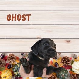 Ghost - Charcoal male Dilute Retriever puppy in Somerset, Pennsylvania from Chickentown Labradors