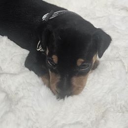 Bentley - Black and tan male Miniature Pinscher puppy in Baton Rouge, Louisiana from Pike's Pups