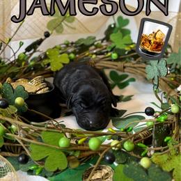 Jameson - Black male Labrador Retriever puppy in Water Valley, Mississippi from Three Lakes Labs & WHDs