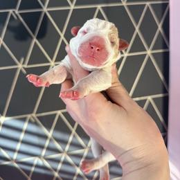 Snickerdoodle - female Alapaha Blue Blood Bulldog puppy in Hudson, New Hampshire from WICKED Alapaha Kennel