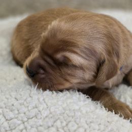 Blue - Dark golden male Golden Retriever puppy in Limon, Colorado from Big Sandy Golden Retrievers