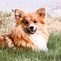 Trixie - Pembroke Welsh Corgi