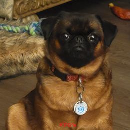 My Girl - Brussels Griffon