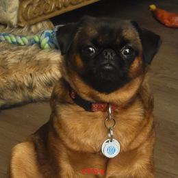 My Girl - Brussels Griffon