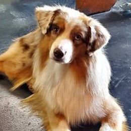 Chihuahuas and Miniature American Shepherds from Jem Chihuahuas