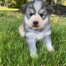 Miniature Australian Shepherd and Siberian Husky Puppies from Anna Philbrick